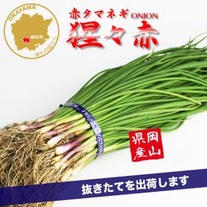 赤タマネギ 猩々赤 中晩生 野菜苗 100本 岡山県産 たまねぎ苗