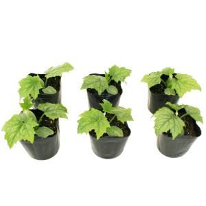 ヘチマ 太へちま(糸瓜) 野菜苗 6ポットセッ...の詳細画像1