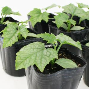 ヘチマ 太へちま(糸瓜) 野菜苗 6ポットセッ...の詳細画像2