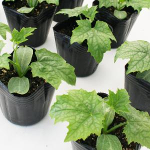 ヘチマ 太へちま(糸瓜) 野菜苗 6ポットセッ...の詳細画像3