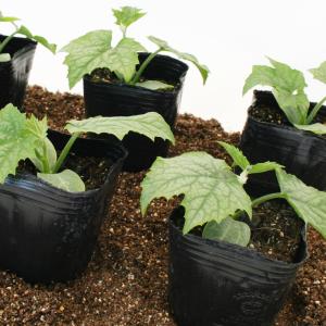 ヘチマ 太へちま(糸瓜) 野菜苗 6ポットセッ...の詳細画像4