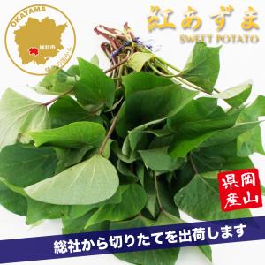 2026年 予約商品】 栗かぐや 10本 サツマイモ切り苗 （登録品種 品種