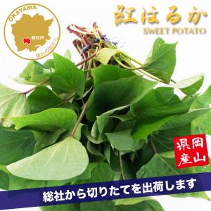 予約】6月下旬以降発送 さつまいも【苗】400本【宅急便】 べにはるか