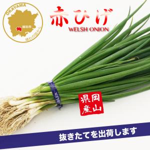 ねぎ苗 赤ネギ 赤ひげ 30本 抜き苗 岡山県産 フラワーブルームの苗 【ねぎ 葱 一本ネギ 太ネギ 根深 家庭菜園 野菜 野菜苗 赤ひげネギ 赤ひげ葱 赤葱】｜フラワーブルーム