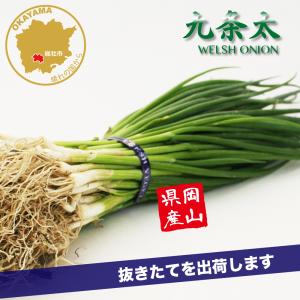 国華園 ネギ苗 京都産九条干し太ネギ 1kg 爆買 : 花と緑 国華園 - 通販