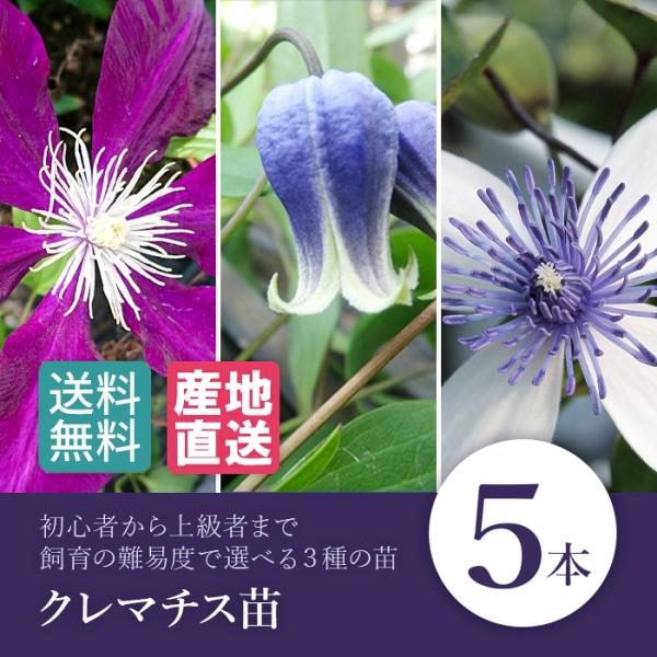 クレマチス苗 ５本 はやて しずく アコウエンシス/苗 雫 ヴィオルナ系 花 フラワー 庭植 つる性...