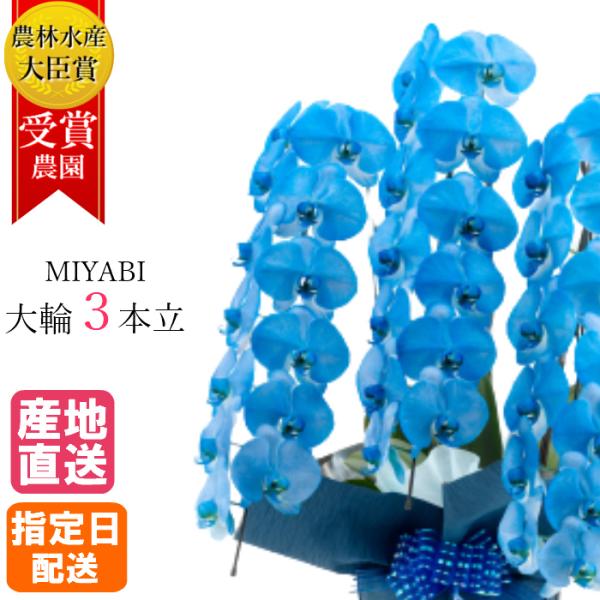 大輪胡蝶蘭 ネイビー ブルー 3本立 33輪以上 MIYABI 最高級 大輪胡蝶蘭 青 祝い 母の日...