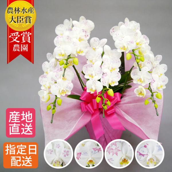 ミディ 化粧蘭 胡蝶蘭 5本立 春夏秋冬 絵柄 プレゼント ギフト 贈り物 【 敬老の日 祖父 祖母...