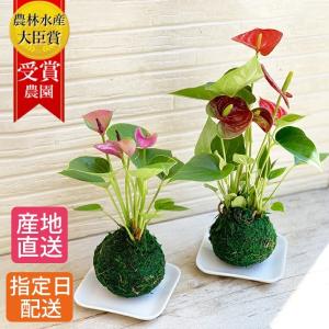 苔玉 アンスリウム 3号 アンスリューム 観葉植物 プレゼント ギフト 贈り物