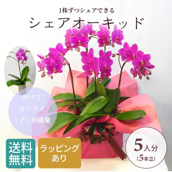 シェア オーキッド 7号5F ( 5人分 ) ラッピング済 ミディ 胡蝶蘭 プレゼント ギフト 贈り...