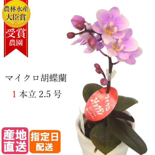 マイクロ 胡蝶蘭 1本立 2.5号 ピンク 陶器鉢 プレゼント ギフト 贈り物 【 敬老の日 祖父 ...