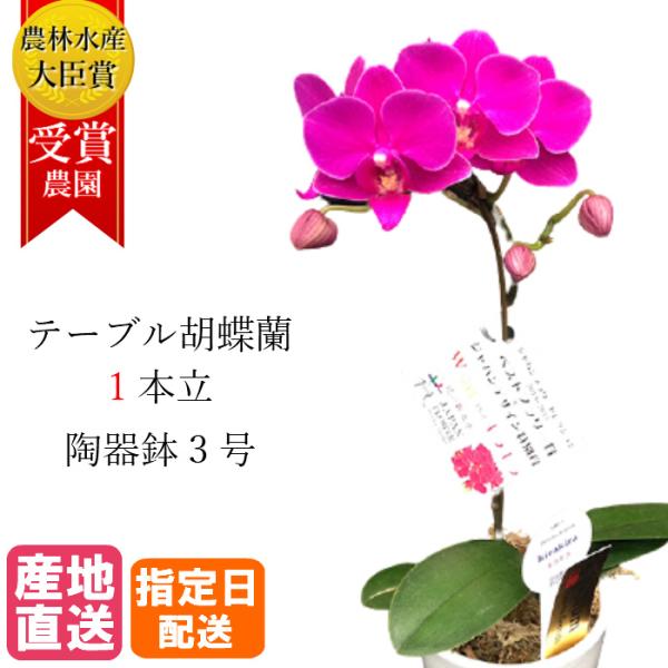 テーブル胡蝶蘭 1本立 陶器鉢 3号 ピンク 小タイプ 花 鉢植え プレゼント ギフト 贈り物 【 ...