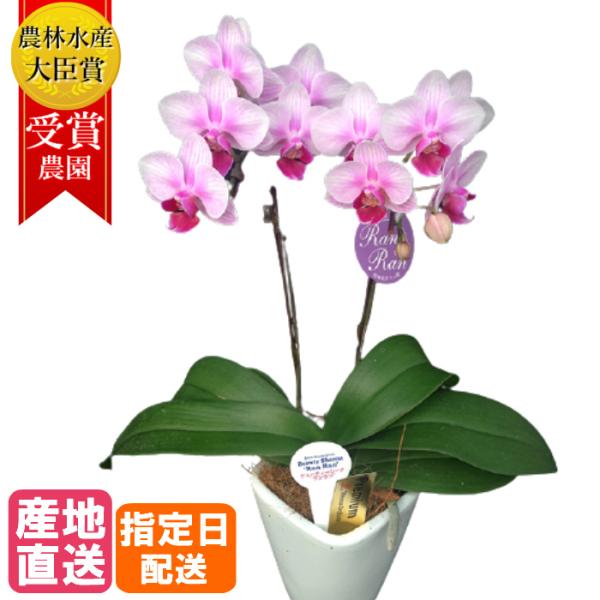 テーブル胡蝶蘭 2本立 陶器鉢 3号 ピンク 花 鉢植え プレゼント ギフト 贈り物 【 敬老の日 ...