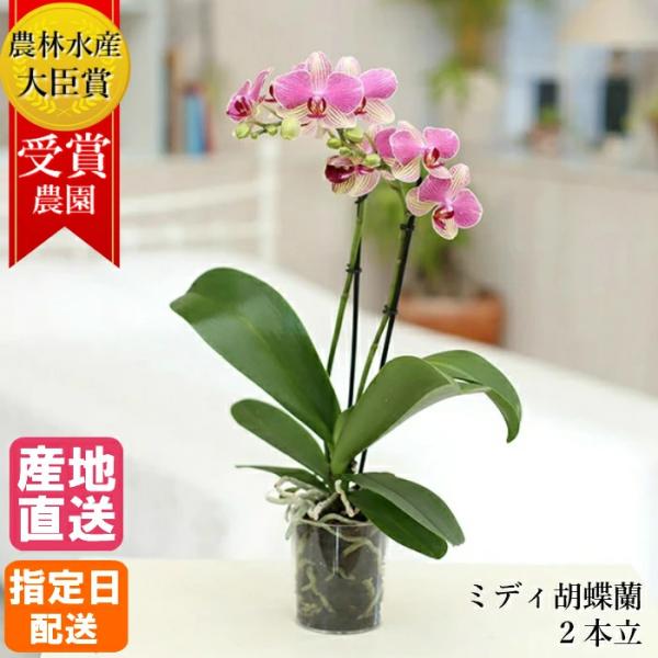 ミディ 胡蝶蘭 2本立 3号 ダブル プラスチックポット in your room ピンク プレゼン...