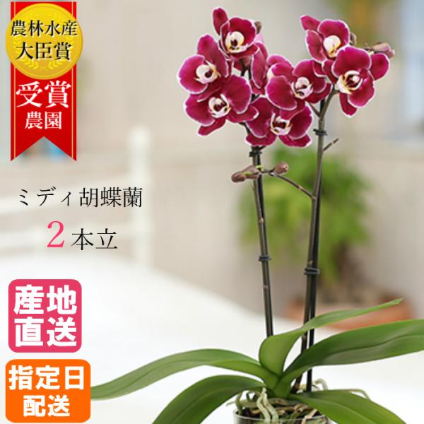 ミディ 胡蝶蘭 2本立 3号 ダブル in your room ボルドー プラスチックポット プレゼ...