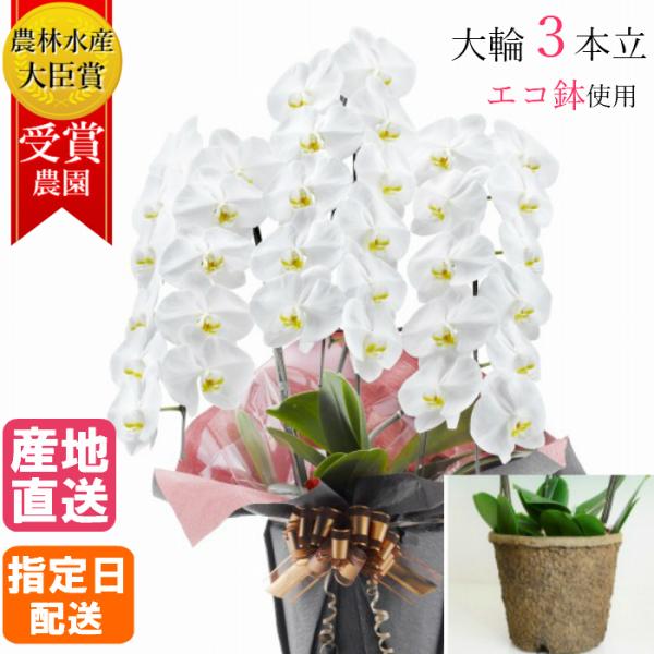 胡蝶蘭 大輪 白 3本立 33輪以上 エコ鉢 プレゼント ギフト 贈り物 【 敬老の日 祖父 祖母 ...