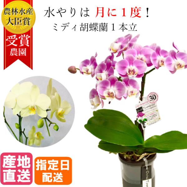 ミディ 胡蝶蘭 1本立 タンブラーポット 4号 ピンク イエロー プレゼント ギフト 贈り物 【 敬...