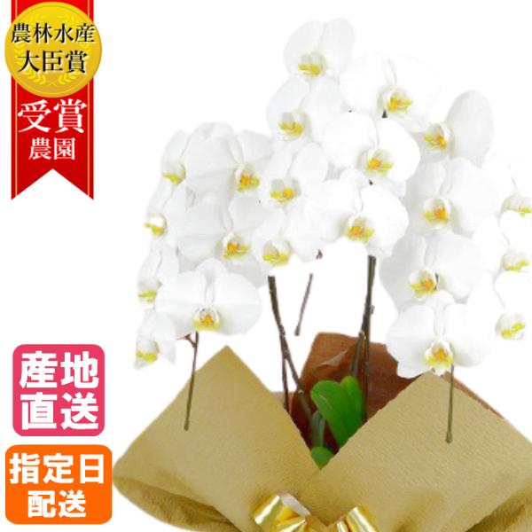 胡蝶蘭 大輪 3本立 18輪以上 白 プレゼント ギフト 贈り物 【 敬老の日 祖父 祖母 】