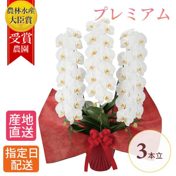 プレミアム 胡蝶蘭 大輪 3本立 42輪以上 白 生花 花 誕生日 プレゼント ギフト