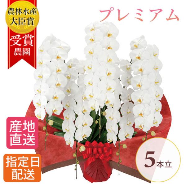プレミアム 胡蝶蘭 大輪 5本立 70輪以上 白 生花 花 誕生日 プレゼント ギフト