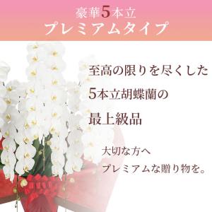 プレミアム 胡蝶蘭 大輪 5本立 70輪以上 ...の詳細画像2