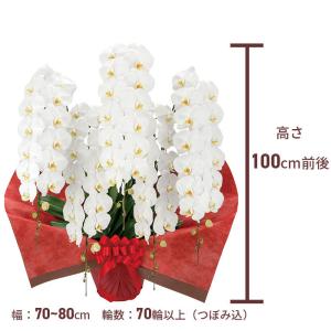 プレミアム 胡蝶蘭 大輪 5本立 70輪以上 ...の詳細画像3