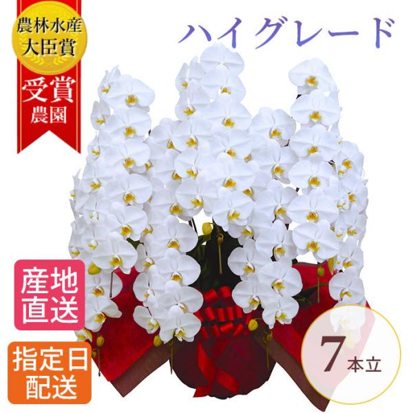 オーダーメイド 胡蝶蘭 大輪 7本立 84輪以上 白 生花 花 誕生日 プレゼント ギフト
