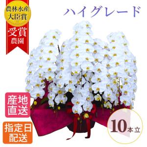 プレミアム 胡蝶蘭 大輪 10本立 120輪以上 白 生花 花 誕生日 プレゼント ギフト