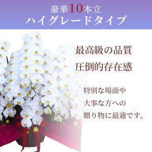 プレミアム 胡蝶蘭 大輪 10本立 120輪以...の詳細画像2