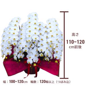 プレミアム 胡蝶蘭 大輪 10本立 120輪以...の詳細画像3