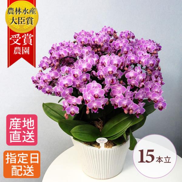 ミディ胡蝶蘭 15本立 10号 蘭千世界 ピンク系 白系 プレゼント ギフト 贈り物 【 敬老の日 ...
