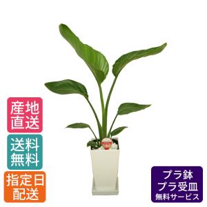 観葉植物 ストレリチア オーガスタ 6号 角プラ 白/鉢 鉢植え 小 小さい 植物 開業 祝 オープン 引越し プレゼント ギフト 贈り物 【 敬老の日 祖父 祖母 】