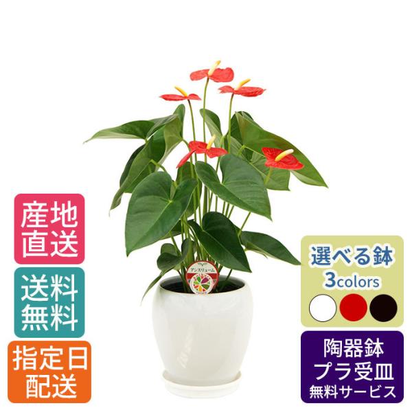 観葉植物 アンスリューム ロイヤルチャンピオン 5号 丸陶器/鉢 鉢植え 小さい 植物 オープン 引...