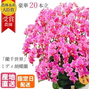 ミディ 胡蝶蘭 20本立 13号 蘭千世界 ピンク プレゼント ギフト 贈り物 【 敬老の日 祖父 祖母 】