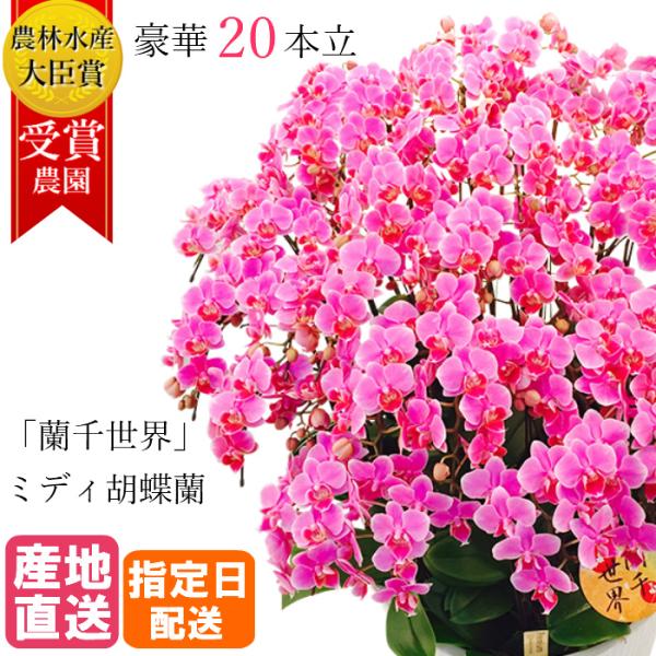 ミディ 胡蝶蘭 20本立 13号 蘭千世界 ピンク プレゼント ギフト 贈り物 【 敬老の日 祖父 ...