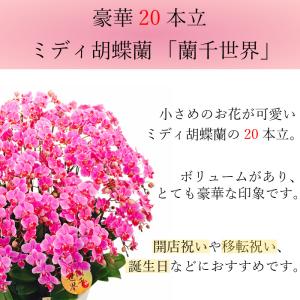 ミディ 胡蝶蘭 20本立 13号 蘭千世界 ピ...の詳細画像3