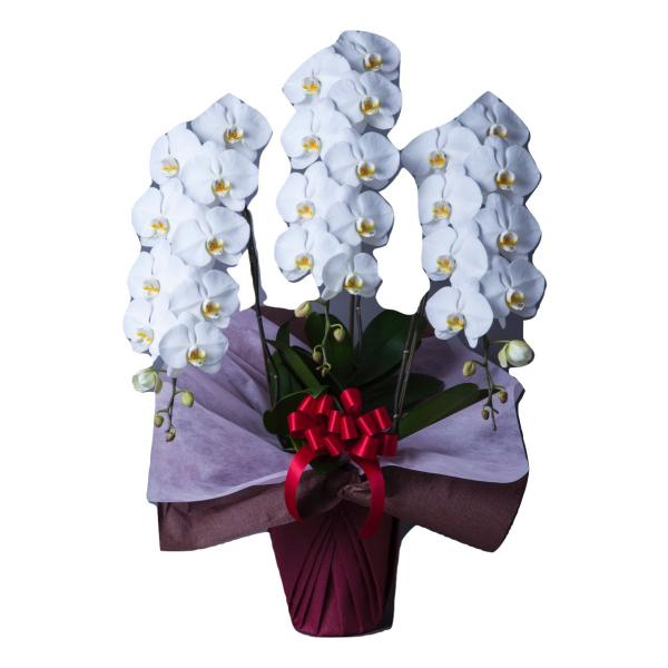 胡蝶蘭 大輪 3本立 33~36輪以上 3L 白 プレゼント ギフト 贈り物 【 敬老の日 祖父 祖...