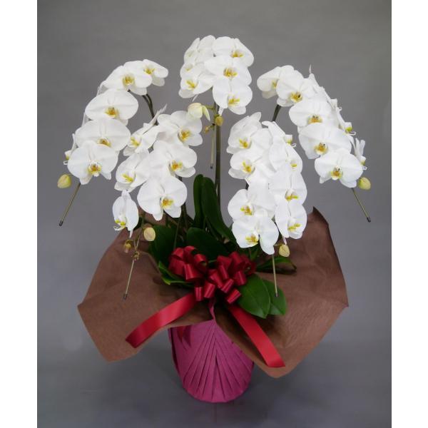 胡蝶蘭 大輪 5本立 45~50輪以上 2L スタンダード 白 プレゼント ギフト 贈り物 【 敬老...