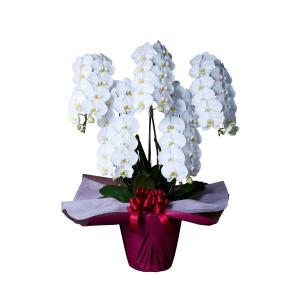 胡蝶蘭 大輪 5本立 55~60輪以上 4L ...の詳細画像2