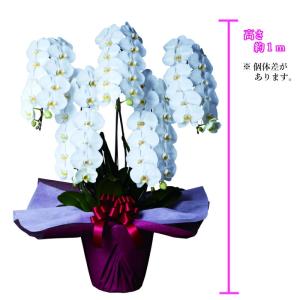 胡蝶蘭 大輪 5本立 55~60輪以上 4L ...の詳細画像3