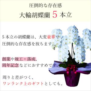 胡蝶蘭 大輪 5本立 55~60輪以上 4L ...の詳細画像5