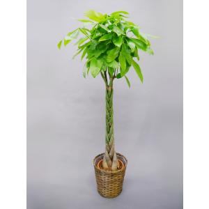 観葉植物 大型 パキラ 10号//鉢植え カゴ...の詳細画像1