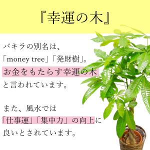 観葉植物 大型 パキラ 10号//鉢植え カゴ...の詳細画像2