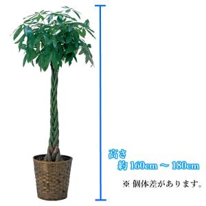 観葉植物 大型 パキラ 10号//鉢植え カゴ...の詳細画像3