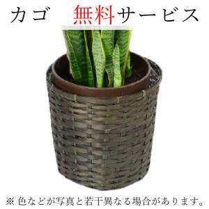 観葉植物 大型 パキラ 10号//鉢植え カゴ...の詳細画像4