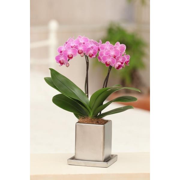 ピンク系 ミディ 胡蝶蘭 2本立 クローム鉢 4号 プレゼント ギフト 贈り物