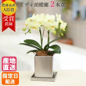 母の日 Mother's Day 胡蝶蘭【マザーチーク】5号鉢 2本立ち 陶器鉢