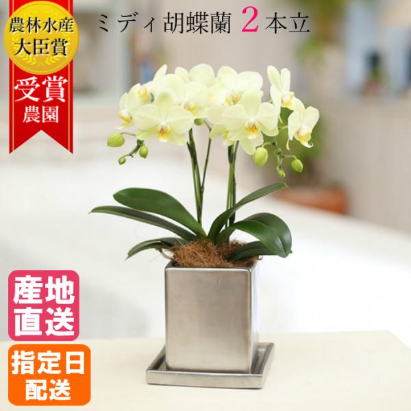 ミディ 胡蝶蘭 2本立 4号 黄色 イエロー クローム鉢 プレゼント ギフト 贈り物