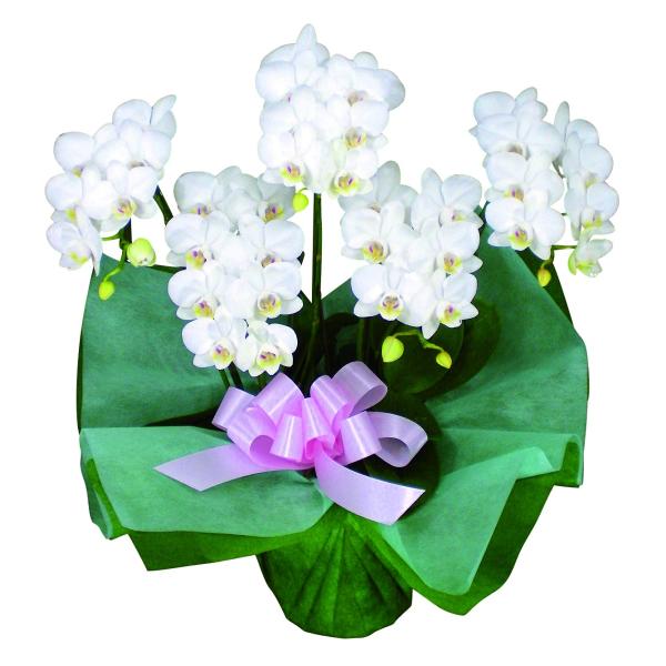 ミディ 胡蝶蘭 5本立 白 プレゼント ギフト 贈り物 【 敬老の日 祖父 祖母 】