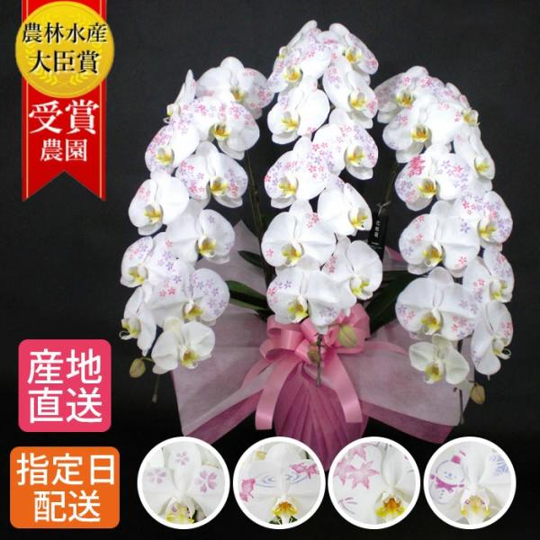 化粧蘭 胡蝶蘭 3本立 春夏秋冬 絵柄 プレゼント ギフト 贈り物 【 敬老の日 祖父 祖母 】